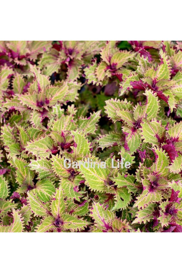 Kolyos Yaprak Güzeli ( Coleus ) Peters Wonder  - 2