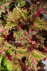 Kolyos Yaprak Güzeli ( Coleus ) Peters Wonder  - 3