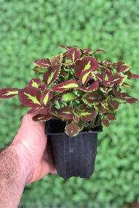 Kolyos Yaprak Güzeli Coleus Red Road Green Square  - 2
