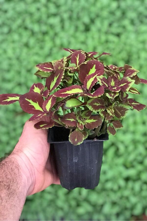 Kolyos Yaprak Güzeli Coleus Red Road Green Square  - 2