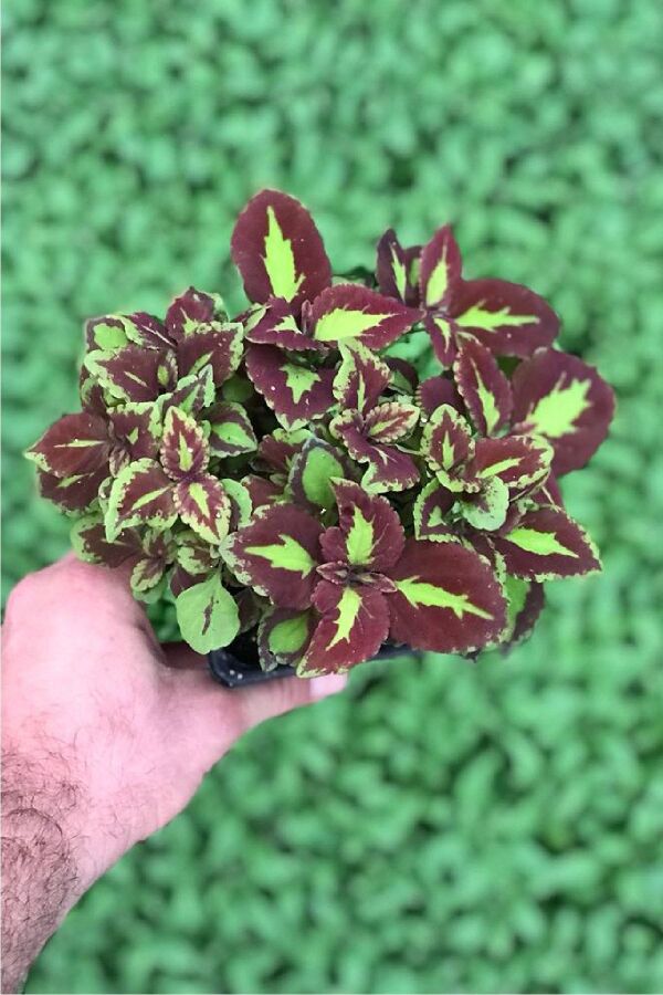 Kolyos Yaprak Güzeli Coleus Red Road Green Square 