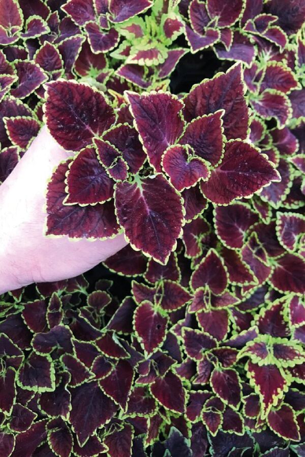 Kolyos Yaprak Güzeli Fidesi  Coleus Fire Mountain