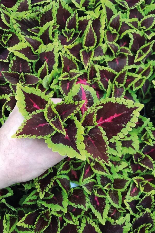 Kolyos Yaprak Güzeli Fidesi  Coleus Green Road