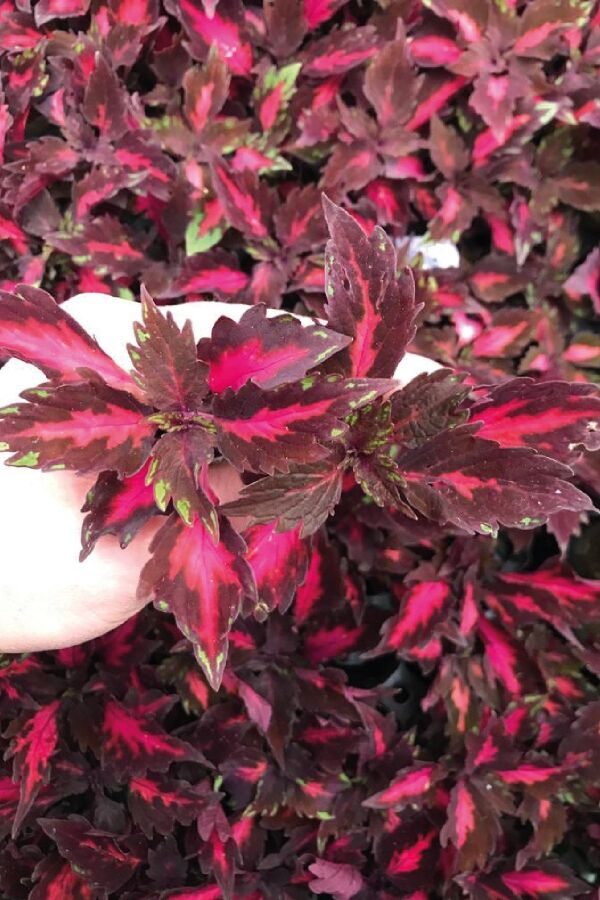 Kolyos Yaprak Güzeli Fidesi  Coleus Pink Poodle