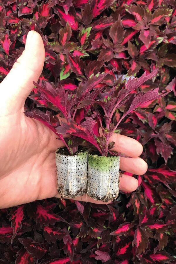 Kolyos Yaprak Güzeli Fidesi  Coleus Pink Poodle - 2