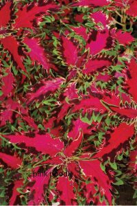 Kolyos Yaprak Güzeli Fidesi  Coleus Pink Poodle - 3