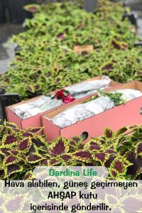 Kolyos Yaprak Güzeli Fidesi  Coleus Pink Poodle - 5