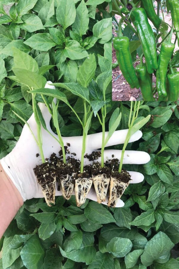 Köy Biberi Fidesi 5 Adet ( Üç Burun ) - Gardina