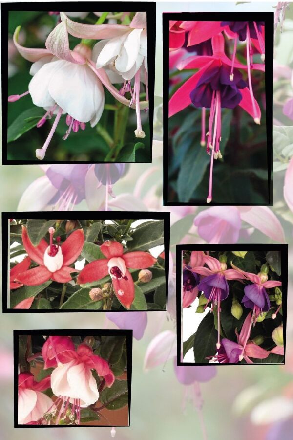 Küpe Çiçeği Fidesi 10 Adet Mıx (bicolor Upright) - 