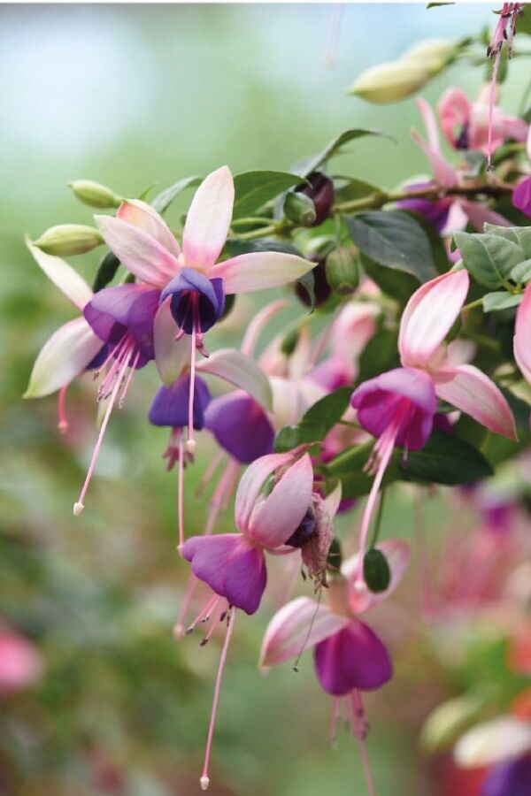 Küpe Çiçeği Fidesi 5 Adet Alwin (bicolor Upright) - 