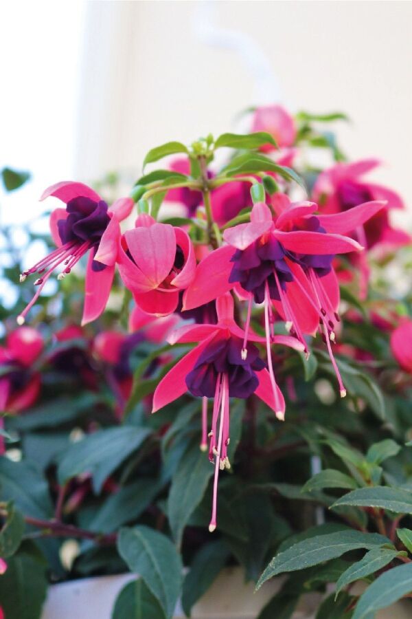 Küpe Çiçeği Fidesi 5 Adet Belfort (bicolor Upright) - 