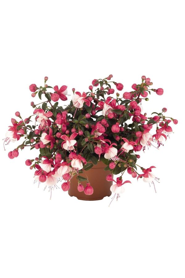 Küpe Çiçeği Fidesi 5 Adet City Lights (bicolor Upright) - 