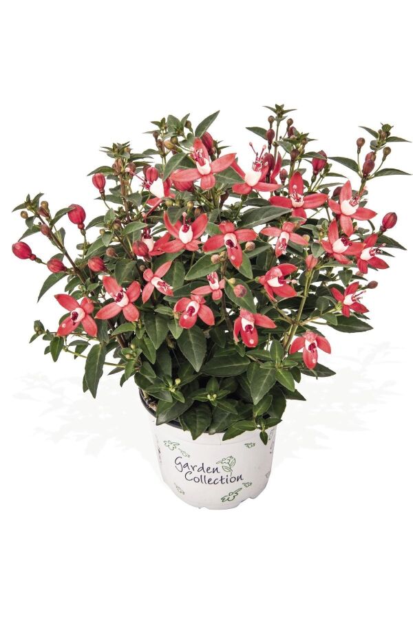 Küpe Çiçeği Fidesi 5 Adet Ringwood (bicolor Upright) - 