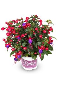 Küpe Çiçeği Fidesi 5 Adet Vera - 1