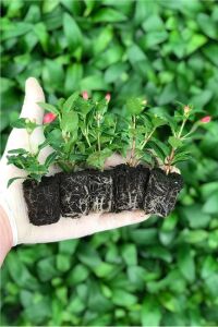 Küpe Çiçeği Fidesi 5 Adet Vera - 2