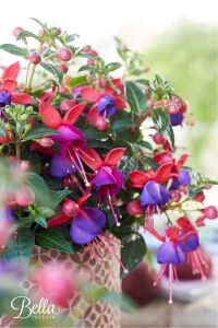 Küpe Çiçeği Fidesi 5 Adet Vera - 3