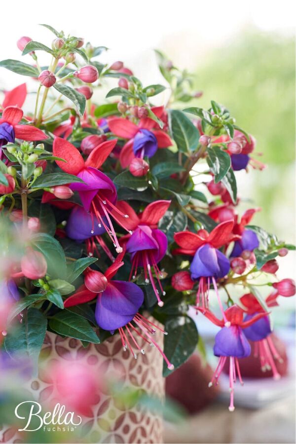 Küpe Çiçeği Fidesi 5 Adet Vera - 3