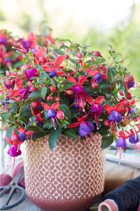 Küpe Çiçeği Fidesi 5 Adet Vera - 4