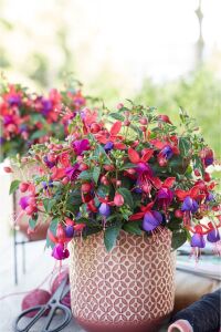 Küpe Çiçeği Fidesi 5 Adet Vera - 5