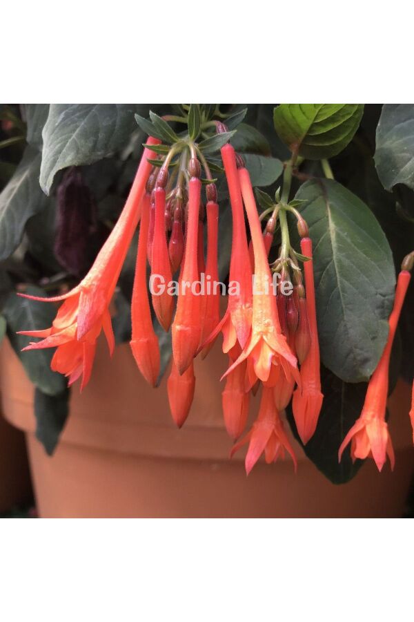 Küpe Çiçeği Fidesi ( Fuchsia Cultivars ) Koralle 1 Adet - 