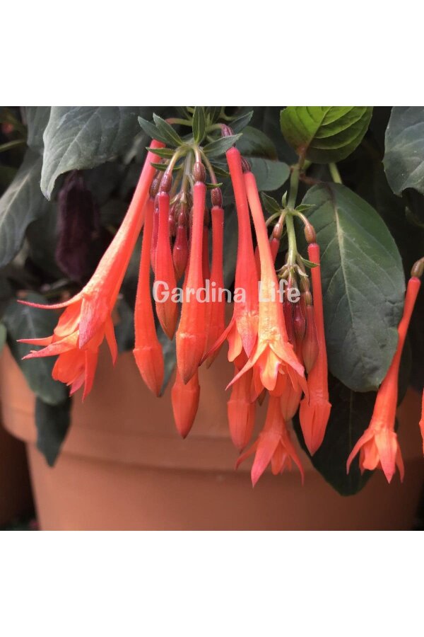 Küpe Çiçeği Fidesi ( Fuchsia Cultivars ) Koralle 1 Adet
