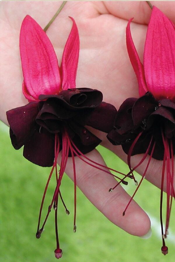 Küpe Çiçeği Fidesi (KATMERLİ) Blacky 1 Adet - 