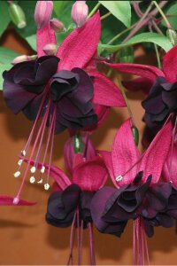 Küpe Çiçeği Fidesi Blacky  - 4