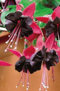 Küpe Çiçeği Fidesi Blacky  - 5