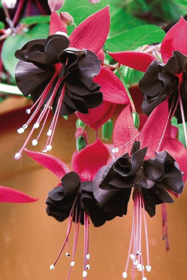Küpe Çiçeği Fidesi Blacky  - 5
