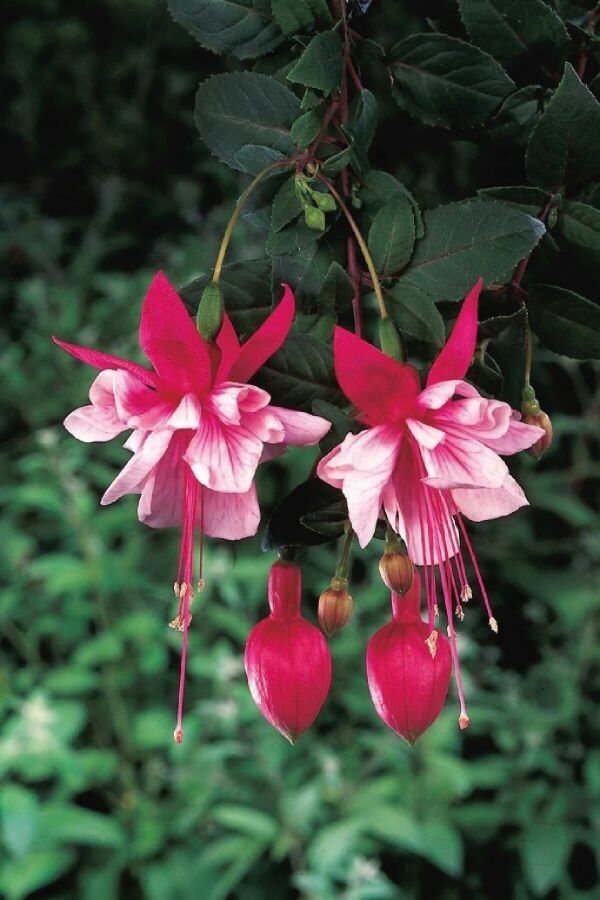 Küpe Çiçeği Fidesi Katmerli Fuchsia Cultivars El Camino 1 Adet - 