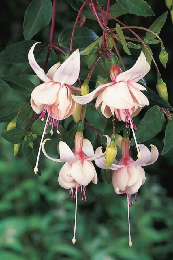 Küpe Çiçeği Fidesi (KATMERLİ) Harry Grey 1 Adet - 