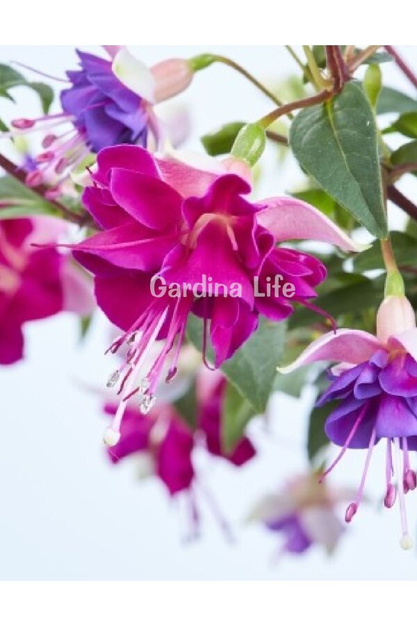 Küpe Çiçeği Fidesi Katmerli XL Çiçek ( Fuchsia Cultivars ) Blush Violet 1 Adet