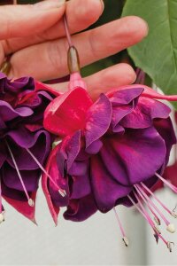 Küpe Çiçeği Fidesi Magenta Purple - 1