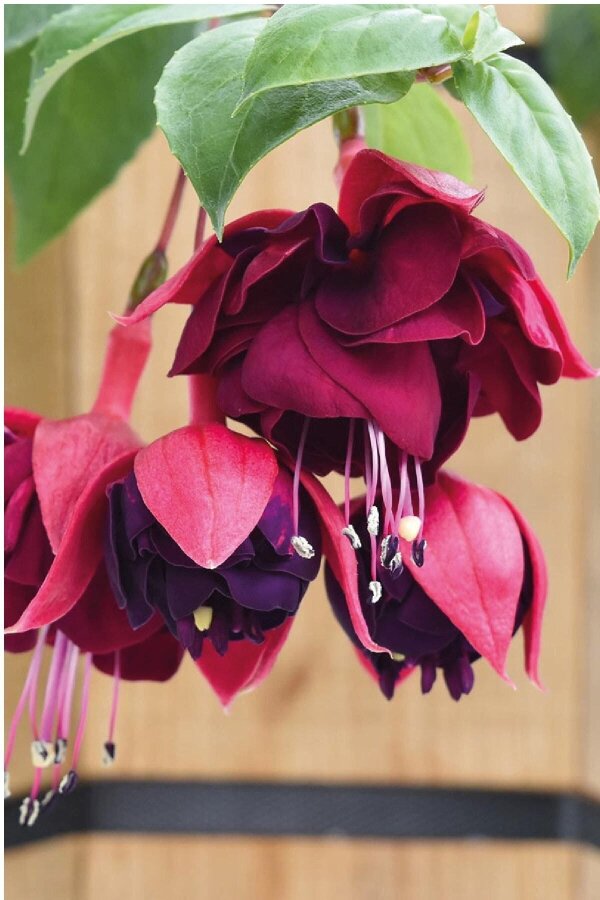 Küpe Çiçeği Fidesi Magenta Purple - 3