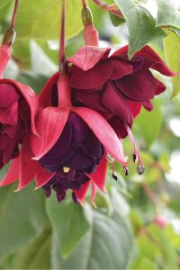 Küpe Çiçeği Fidesi Magenta Purple - 4