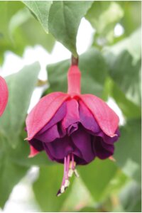 Küpe Çiçeği Fidesi Magenta Purple - 5