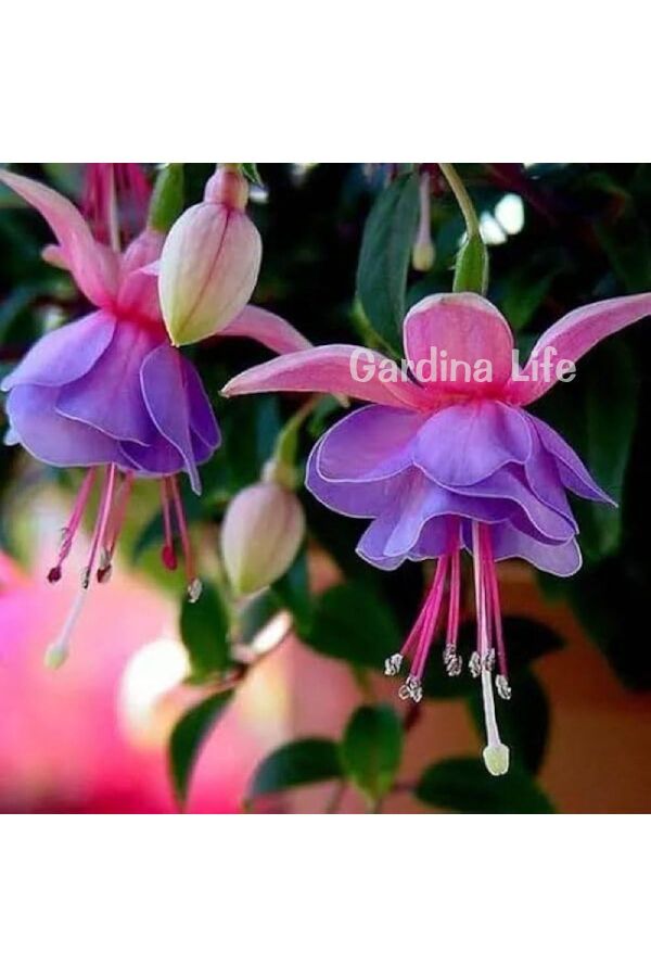 Küpe Çiçeği Fidesi Katmerli XL Çiçek ( Fuchsia Cultivars ) Rose Blue 1 Adet - 