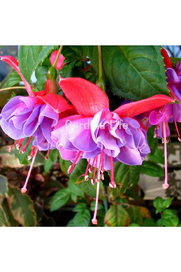 Küpe Çiçeği Fidesi Rose Blue  - 7
