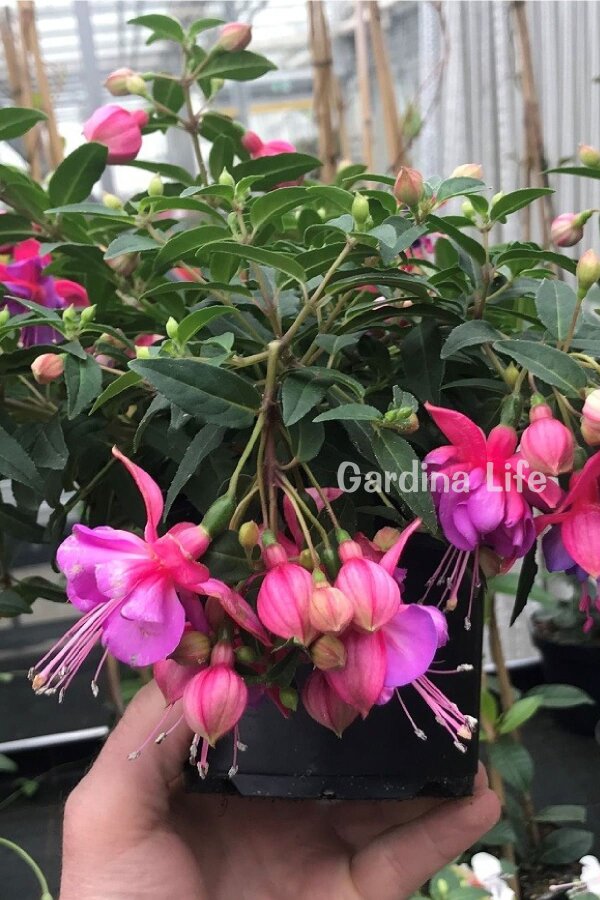 Küpe Çiçeği Fidesi Rose Blue  - 9
