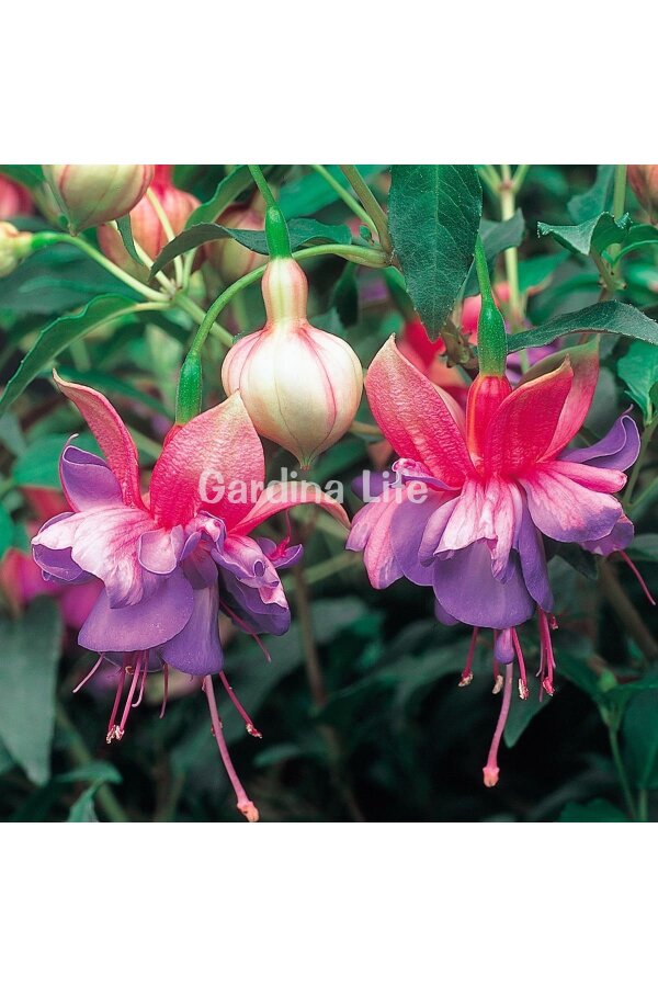 Küpe Çiçeği Fidesi Rose Blue  - 6