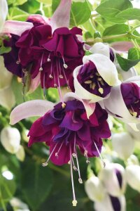 Küpe Çiçeği Fidesi White Purple  - 1