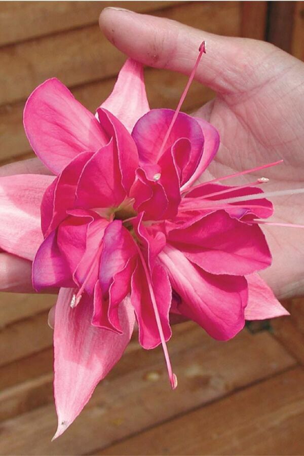 Küpe Çiçeği Fidesi Katmerli Xxl Çiçek ( Fuchsia Cultivars ) Bella Rosella 1 Adet - 