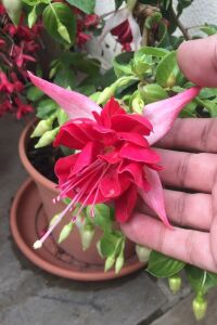 Küpe Çiçeği Fidesi Bella Rosella  - 4