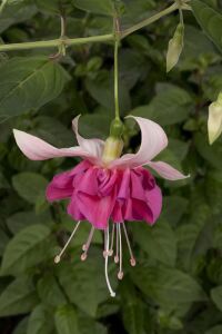 Küpe Çiçeği Fidesi Bella Rosella  - 5