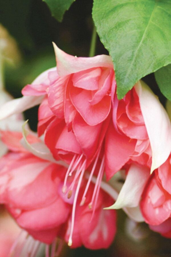 Küpe Çiçeği Fidesi Katmerli Xxl Çiçek ( Fuchsia Cultivars ) Peachy 1 Adet - 