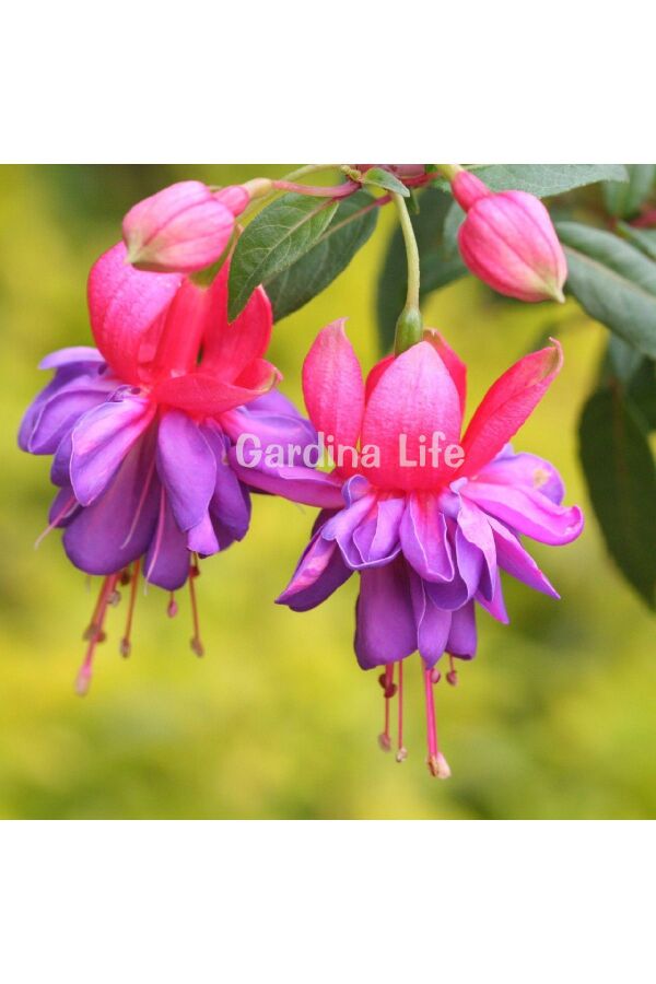 Küpe Çiçeği Fidesi Katmerli XXL Çiçek ( Fuchsia Cultivars ) Pink Blue 1 Adet - 