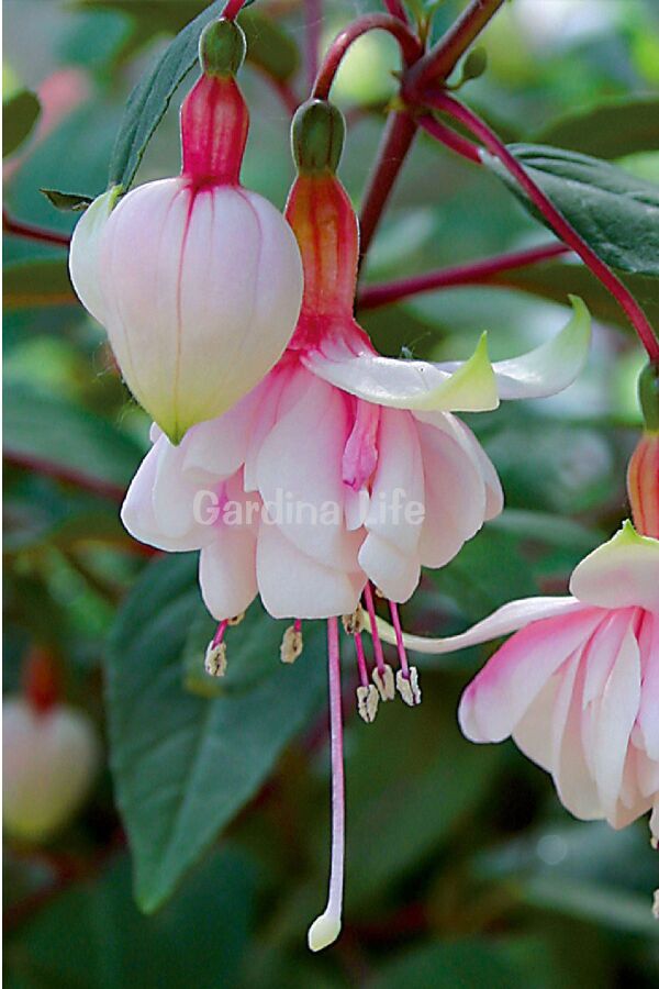 Küpe Çiçeği Fidesi Katmerli XXL Çiçek ( Fuchsia Cultivars ) Pink Marshmallow 1 Adet - 
