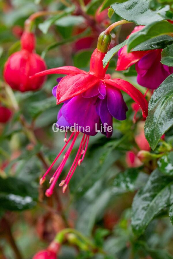 Küpe Çiçeği Fidesi Katmerli XXL Çiçek ( Fuchsia Cultivars ) Red Blue 1 Adet - 