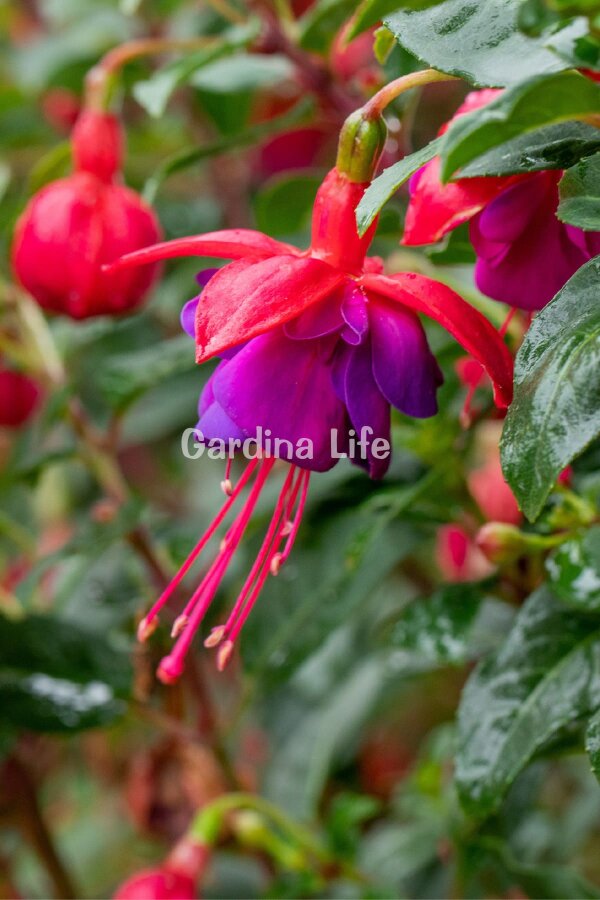 Küpe Çiçeği Fidesi Katmerli XXL Çiçek ( Fuchsia Cultivars ) Red Blue 1 Adet