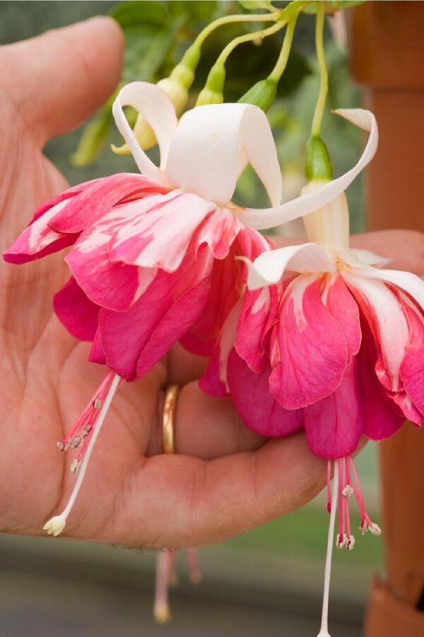 Küpe Çiçeği Fidesi Katmerli Xxl Çiçek ( Fuchsia Cultivars ) Salmon-orange 1 Adet - 